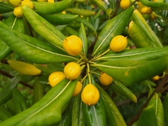 Pittosporum tobira