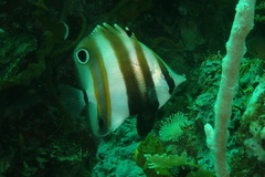 Coradion melanopus