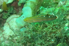 Koumansetta rainfordi