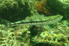 Synodus binotatus