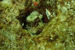 Crossosalarias macrospilus