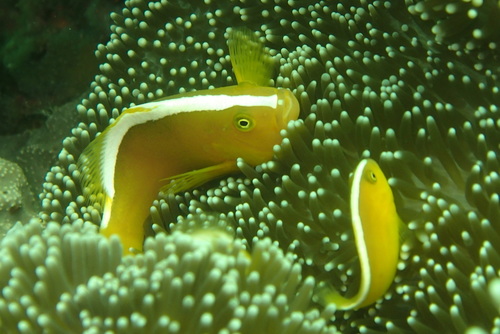 Eastern skunk anemonefish (Amphiprion sandaracinos) — Pomacentridae