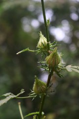 Hibiscus hispidissimus