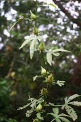 Hibiscus hispidissimus