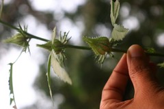 Hibiscus hispidissimus