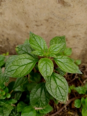 Parietaria