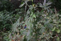Hibiscus hispidissimus