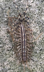 Scutigera coleoptrata