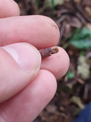 Stigmatica stigmatica