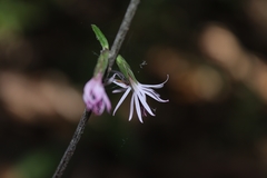 Ainsliaea latifolia