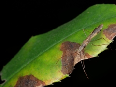 Paramarcius puncticeps