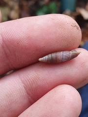 Stigmatica stigmatica