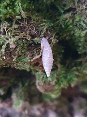 Stigmatica stigmatica