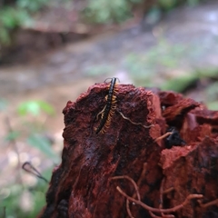 Helicorthomorpha