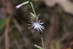Ainsliaea latifolia