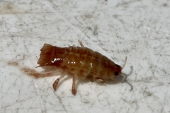 Cymothooidea