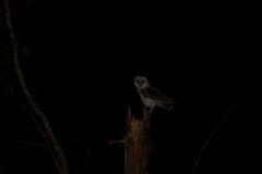 Tyto alba delicatula