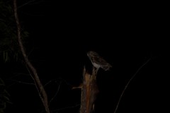 Tyto alba delicatula