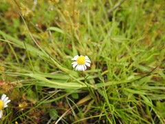 Brachyscome ptychocarpa