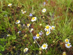 Brachyscome ptychocarpa