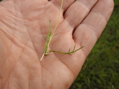 Brachyscome ptychocarpa