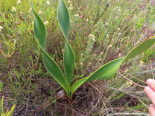 Image of Droopy Firelily (Cyrtanthus carneus) by (c) linkie, some rights reserved (CC BY)