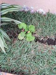 Pelargonium × hybridum
