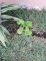 Pelargonium × hybridum