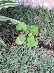 Pelargonium × hybridum