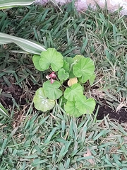 Pelargonium × hybridum