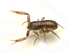 Anaulacodithella