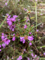 Bauera sessiliflora
