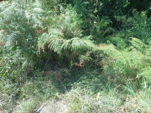 orličník obyčajný (Pteridium aquilinum)