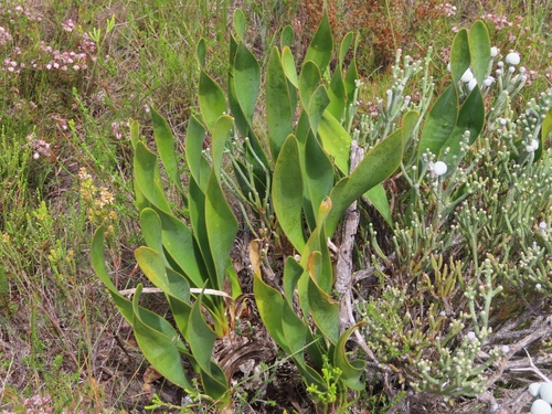 Image of Droopy Firelily (Cyrtanthus carneus) by (c) linkie, some rights reserved (CC BY)