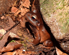 Leptodactylus stenodema