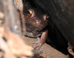 Leptodactylus stenodema