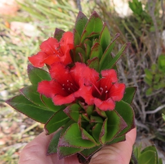 Lobostemon sanguineus