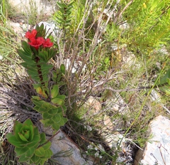 Lobostemon sanguineus