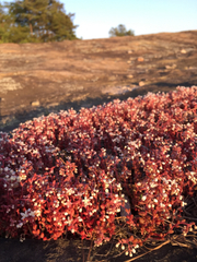 Sedum smallii