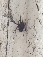 Steatoda grossa