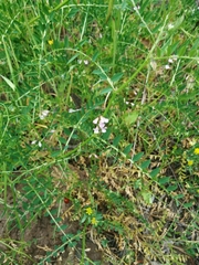 Vicia disperma
