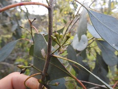 Eucalyptus camphora