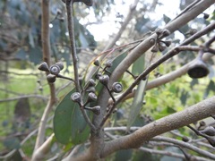 Eucalyptus camphora