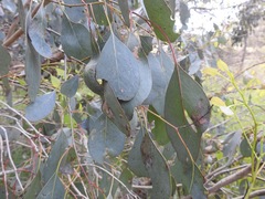 Eucalyptus camphora