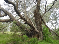 Eucalyptus camphora
