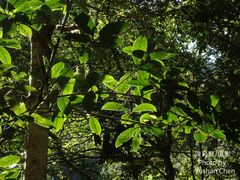 Viburnum arboricolum