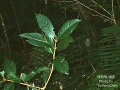 Viburnum arboricolum