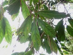 Viburnum arboricolum