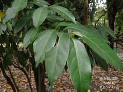 Viburnum arboricolum