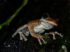 Osteocephalus oophagus
